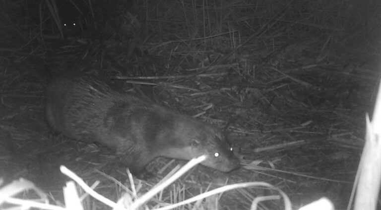 El Consorci gestor de la Desembocadura del riu Millars demana prudència als conductors