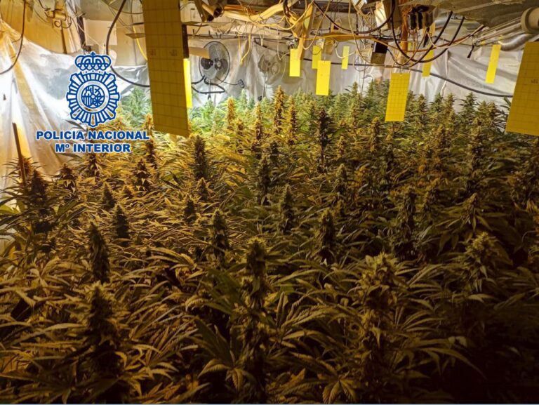 La Policia desmantella 400 plantes de marihuana, 166 esqueixos i un kg de droga llesta per al consum