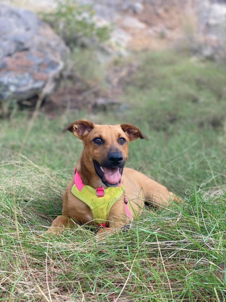 ‘Mascotas en adopción’, l’associació vila-realenca que col·labora en un documental d’abandó animal