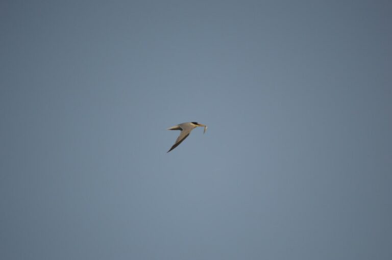 Les mongetes niuen per tercer any consecutiu a la desembocadura del Millars