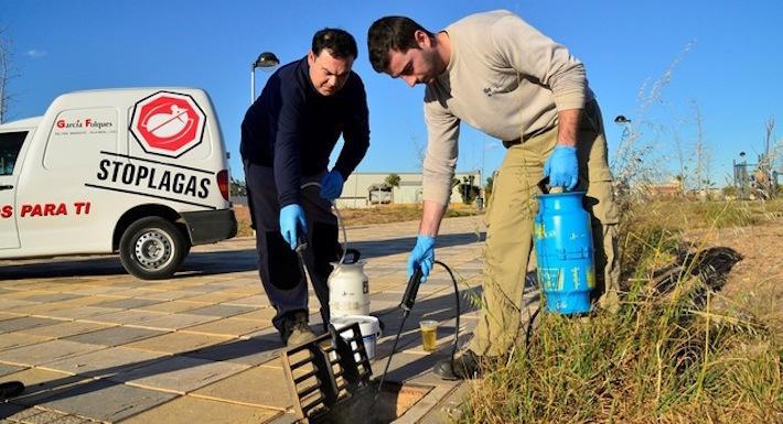 Vila-real demana la col·laboració ciutadana per a pal·liar els efectes del mosquit tigre