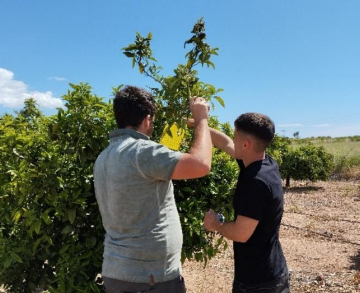 Vila-real confirma el baix impacte de plaga de Scirtothrips aurantii als cultius locals