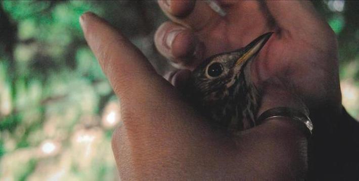 El PP lamenta que Compromís vete la seua proposta de defensa dels bous, la caça i el parany