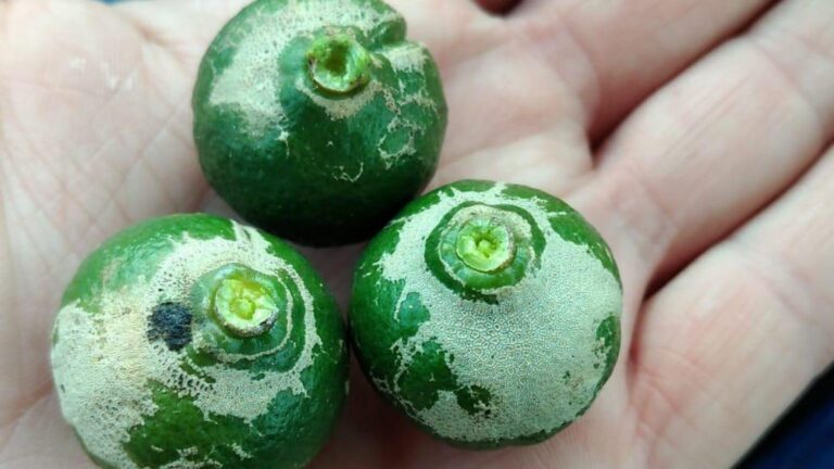 Vila-real lidera la lluita contra la plaga del Scirtothrips aurantii amb un acord pioner de vigilància agrícola