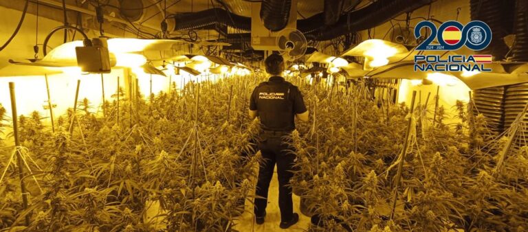 Desmantellen una plantació de marihuana 'indoor' i detenen un home de 28 anys