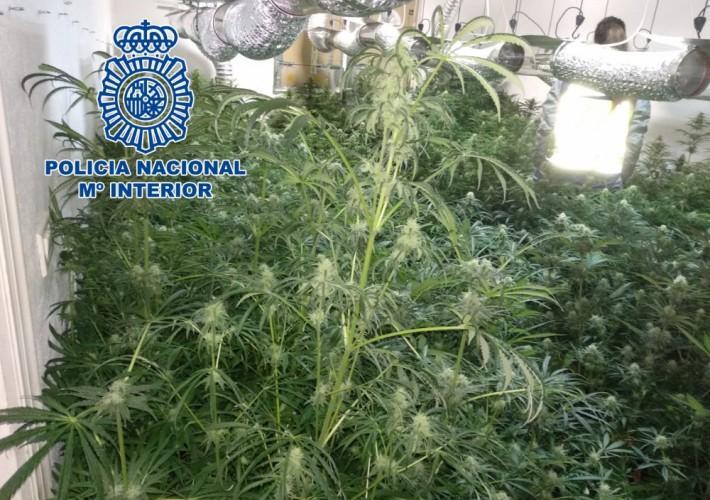 Dos detinguts per cultivar 466 plantes de marihuana en el seu domicili en el centre de Vila-real