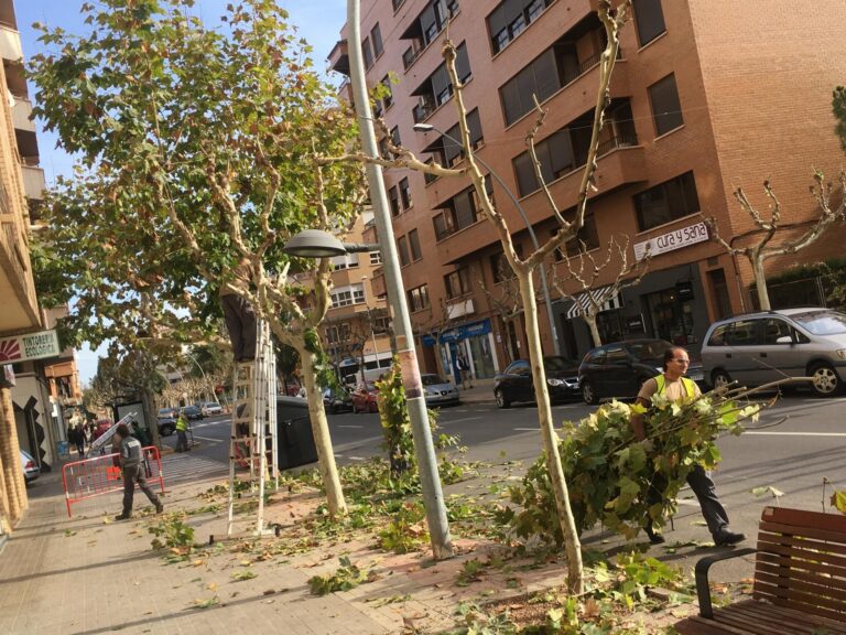 SPV escomet la poda de l'arbrat urbà que arribarà a vials d'alineació i parcs i jardins de tota la ciutat