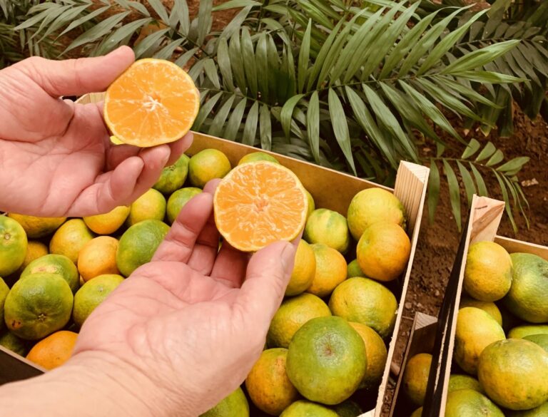 Vila-real fomenta el consum de cítrics locals amb la campanya ‘Taronges a l’escola’