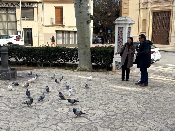 El PP exigeix mesures urgents davant la plaga de coloms a Sant Pasqual