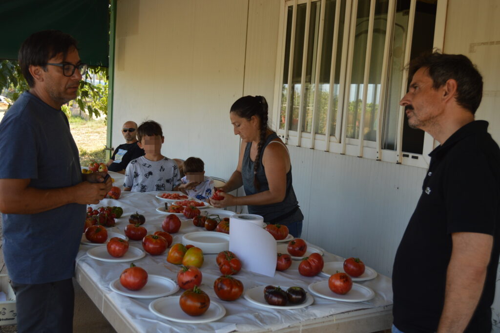 Vila-real reivindica la tomaca tradicional als Horts Urbans